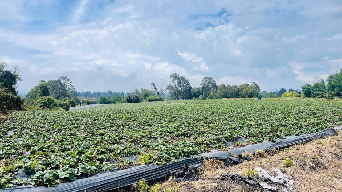 WhatsApp Image 2025 10 16 at 19.38.08 1